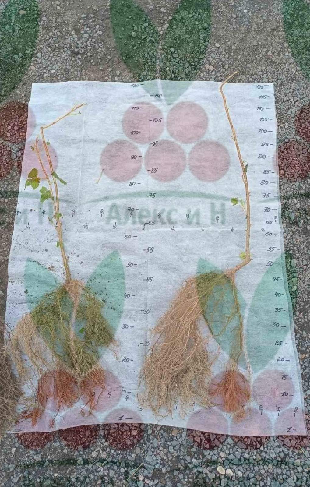 Смородина черная