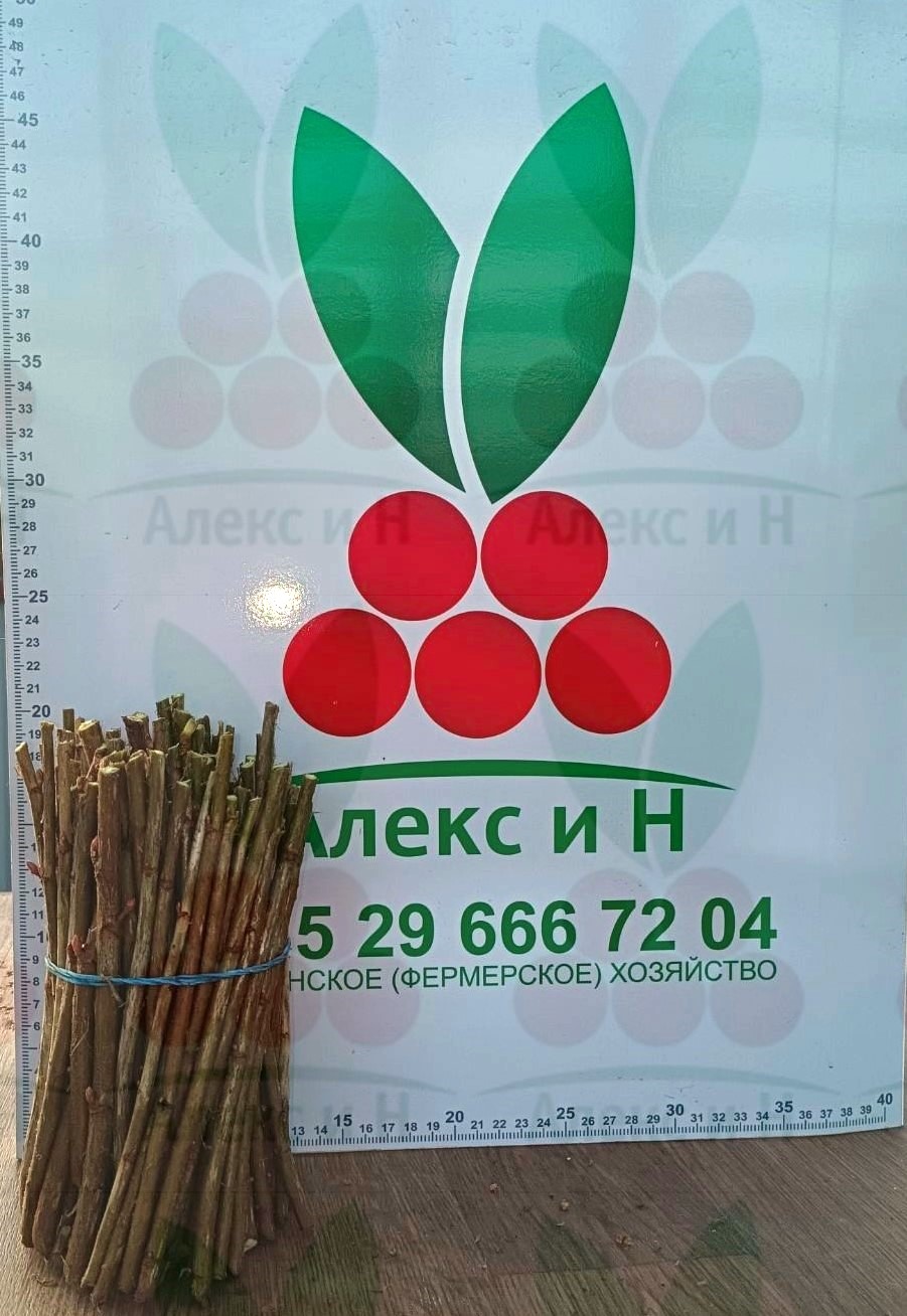 Черенки смородины черной