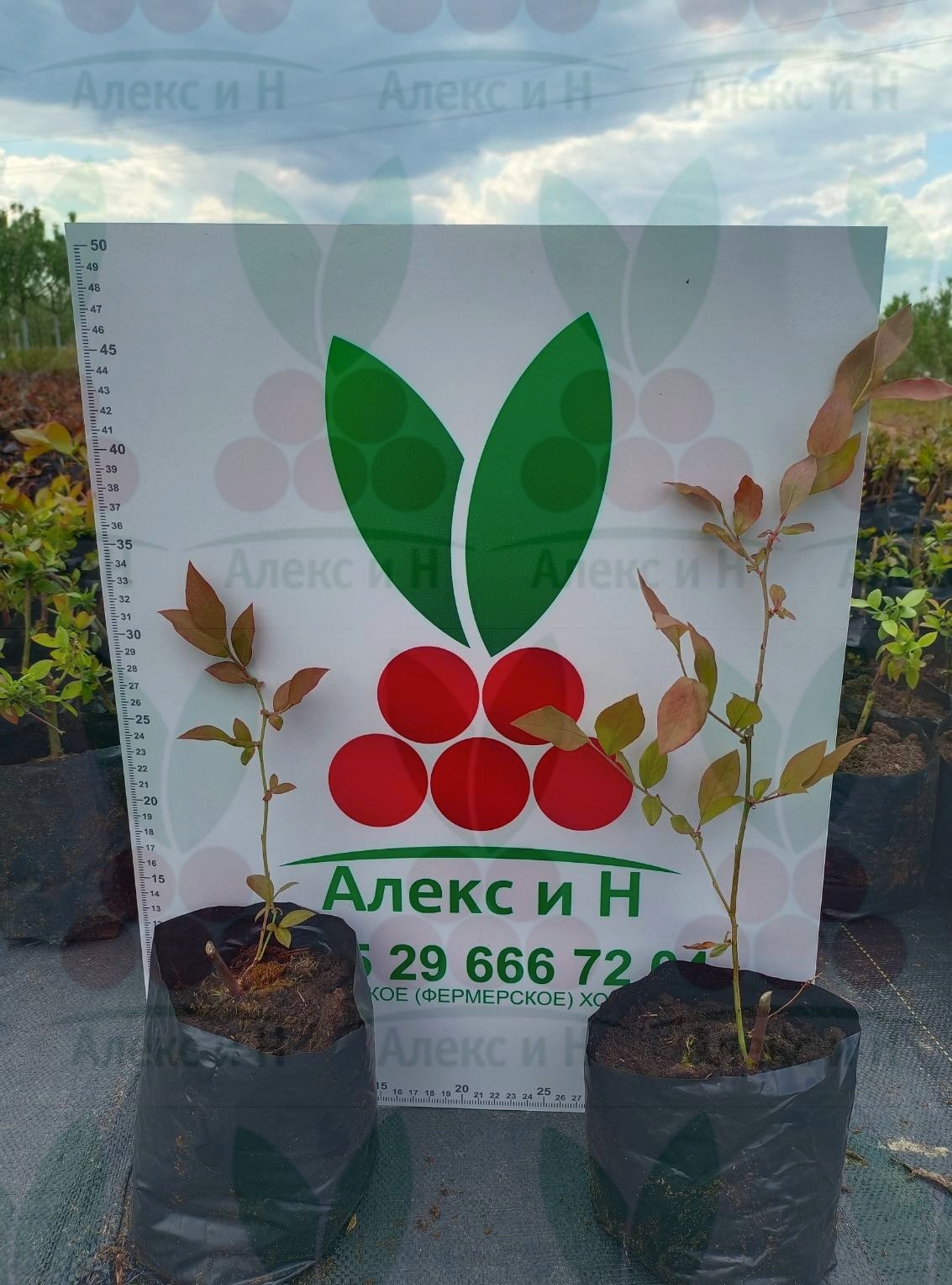 Голубика 1 год